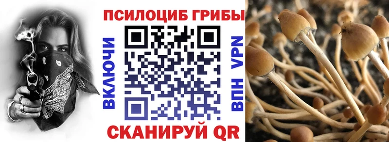 Купить  Рубцовск  Псилоцибиновые грибы Cubensis 